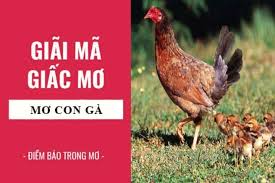 Giải mã giấc mơ con gà - Nằm mơ thấy con gà đánh số gì