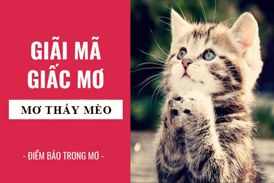 Giải mã giấc mơ con mèo chính xác nhất - Cao thủ soi cầu chính xác 100