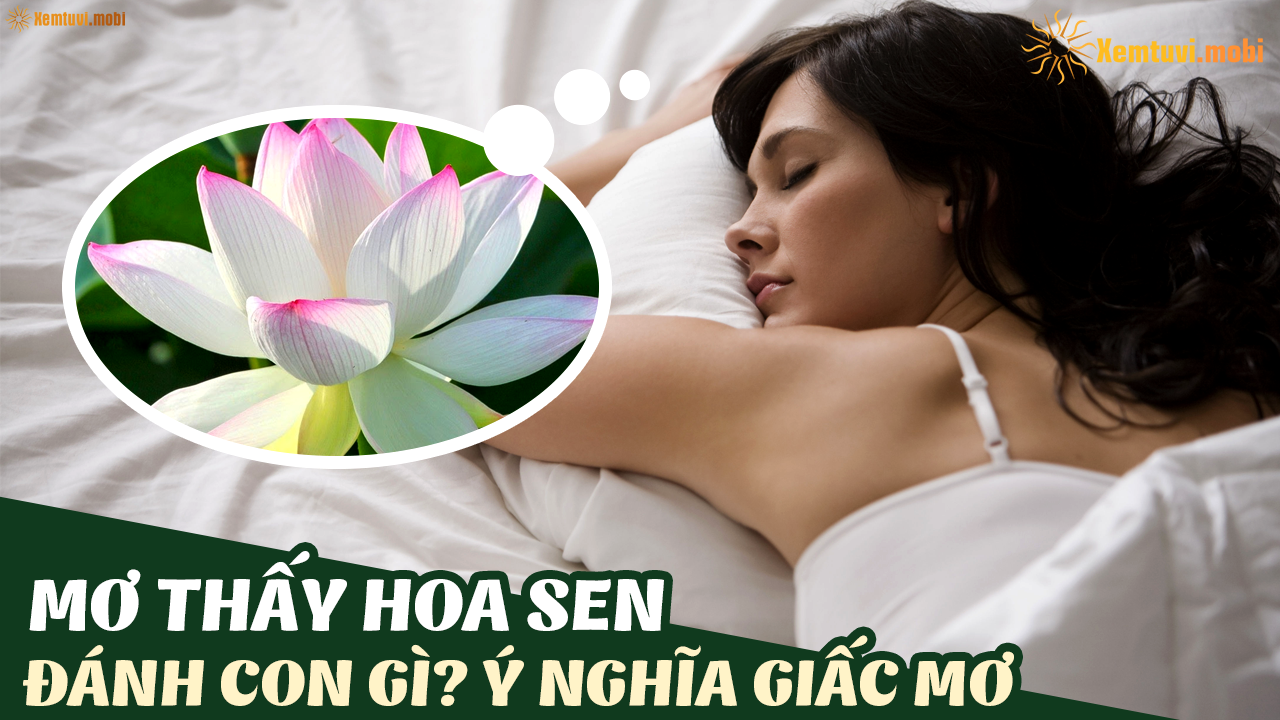 Giải mã giấc mơ thấy hoa sen đánh số gì?